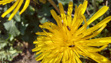 abeilles et pissenlit