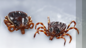 Logo RIVOC et images en référence à la biodiversité en arrière plan (insectes, eau etc.)