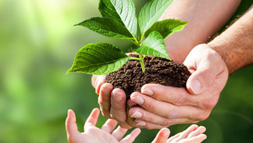 Mains avec une plante